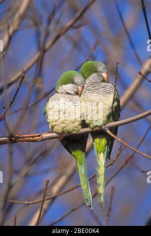 Parakeets de moine Banque D'Images