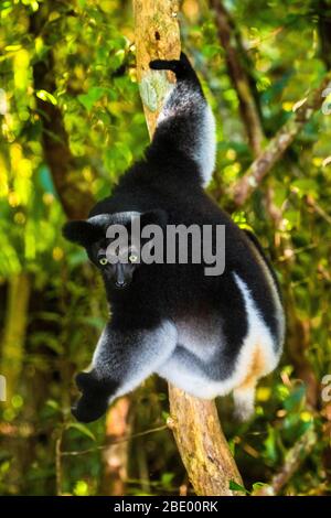 Indri noir (Indri indri), Palmarium, Madagascar Banque D'Images