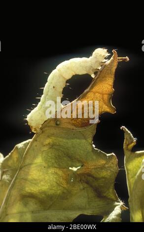 Bouclé de chou caterpillar Banque D'Images