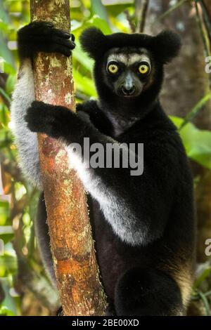 Indri noir (Indri indri), Palmarium, Madagascar Banque D'Images