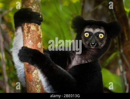 Indri noir (Indri indri), Palmarium, Madagascar Banque D'Images