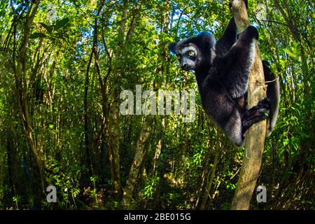 Indri noir (Indri indri), Palmarium, Madagascar Banque D'Images