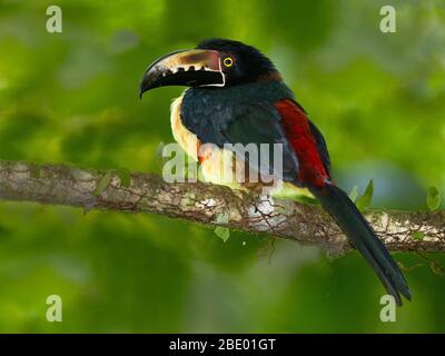 Aracari (Pteroglossus torquatus), qui perce sur la branche, Sarapiqui, Costa Rica Banque D'Images