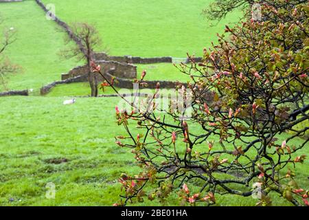 Campagne près de Gunnerside à Swaledale, Yorkshire du Nord, Angleterre, Royaume-Uni Banque D'Images