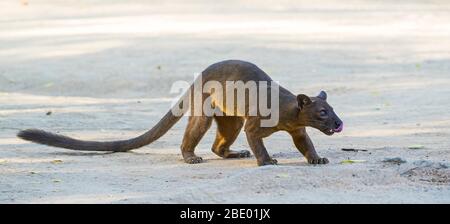 Fossa (Cryptoprocta ferox), Madagascar Banque D'Images