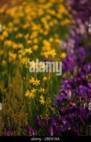 Daffodil (Narcissus poeticus) et fleurs de crocus Banque D'Images