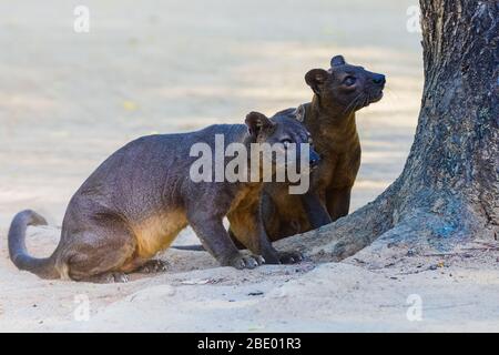 Photo rapprochée de fossiles (Cryptoprocta ferox), Madagascar Banque D'Images