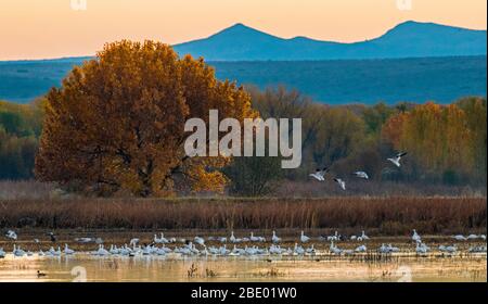 Paysage avec grues sur la colline (Antigone canadensis), Soccoro, Nouveau-Mexique, États-Unis Banque D'Images