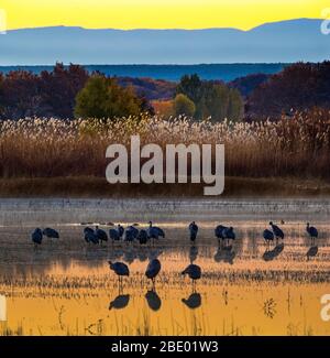 Paysage avec grues sur la colline (Antigone canadensis), Soccoro, Nouveau-Mexique, États-Unis Banque D'Images