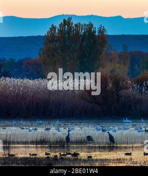 Paysage avec grues sur la colline (Antigone canadensis), Soccoro, Nouveau-Mexique, États-Unis Banque D'Images