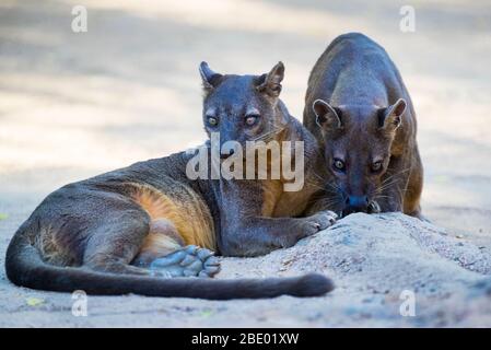 Photo rapprochée de fossiles (Cryptoprocta ferox), Madagascar Banque D'Images