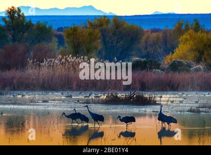 Paysage avec grues sur la colline (Antigone canadensis), Soccoro, Nouveau-Mexique, États-Unis Banque D'Images