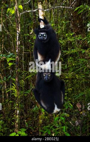 Noir indris (Indri indri) parmi les arbres, Palmarium, Madagascar Banque D'Images