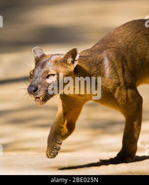 Photo de gros plan de Fossa (Cryptoprocta ferox), Madagascar Banque D'Images