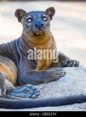 Photo de gros plan de Fossa (Cryptoprocta ferox), Madagascar Banque D'Images