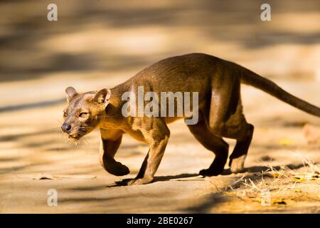 Photo de gros plan de Fossa (Cryptoprocta ferox), Madagascar Banque D'Images