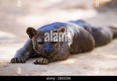 Photo de gros plan de la fosse de sommeil (Cryptoprocta ferox), Madagascar Banque D'Images