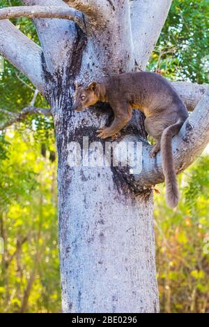 Photo de gros plan de Fossa (Cryptoprocta ferox) sur branche, Madagascar Banque D'Images