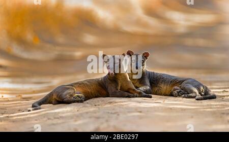 Photo de gros plan de la pose de fossiles (Cryptoprocta ferox), Madagascar Banque D'Images