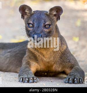 Photo de gros plan de Fossa (Cryptoprocta ferox), Madagascar Banque D'Images