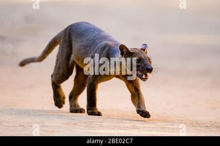 Photo de gros plan de Fossa (Cryptoprocta ferox), Madagascar Banque D'Images