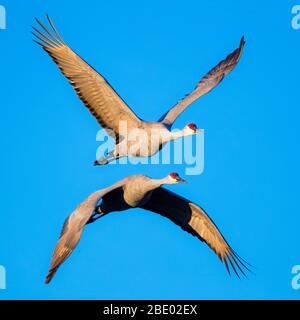 Grues de sandhill (Antigone canadensis) en vol, Soccoro, Nouveau-Mexique, États-Unis Banque D'Images