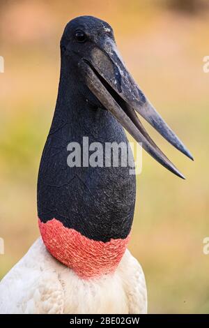 Photo de gros plan de jadiru stork (Jadiru mycteria), Pantanal, Brésil Banque D'Images