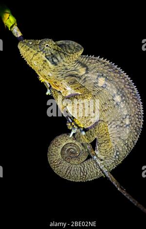 Portrait des Labourds caméléon (Furcifer labordi) grimpant à la rameau, Madagascar Banque D'Images