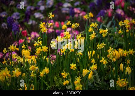 Daffodil (Narcissus poeticus) et fleurs de crocus Banque D'Images