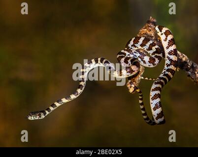 Serpent brun rayé rampant sur la branche d'arbre, Madagascar Banque D'Images
