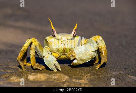 Portrait du crabe fantôme (Ocypode ceratophthalma) sur sable, Morondava, Madagascar Banque D'Images