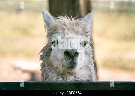 Gros plan sur le visage d'un lama blanc sur un fond flou. Un lama blanc à la mode pour l'appareil photo. Banque D'Images