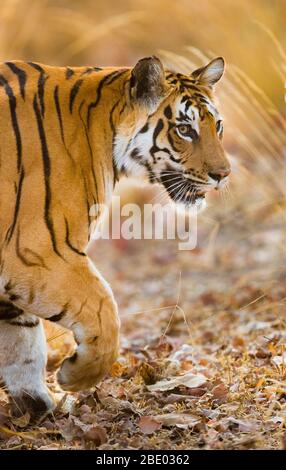 Portrait du tigre (Panthera tigris) marchant à l'extérieur, Inde Banque D'Images