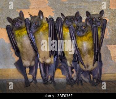 Gros plan sur les renards volants de madagascar (Pteropus rufus) , Madagascar Banque D'Images