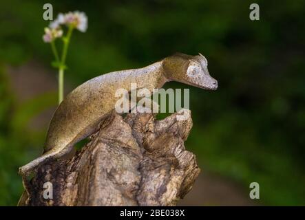 Gros plan de gecko camouflage sur la tige de l'arbre, Madagascar Banque D'Images