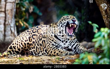 Vue sur une jaguar en plein cœur de la jungle, de Pantana, au Brésil Banque D'Images