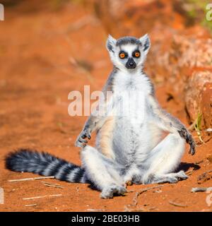 Portrait du lémurien à queue périphérique (Lemur catta), Madagascar Banque D'Images