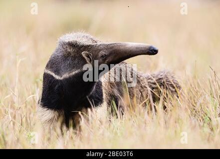 Vue sur l'anteater géant sur la prairie, Pantanal, Brésil Banque D'Images