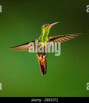 Gros plan sur les colibris à gorge enflammée en vol, , Sarapiqui, Costa Rica Banque D'Images