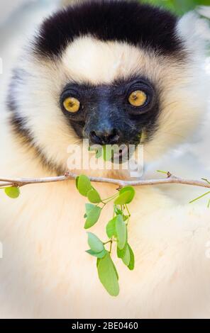 Verreauxs sifaka (Propitecus verreauxi), Madagascar Banque D'Images