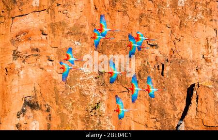 Groupe de macaw rouge et vert (Ara chloropterus) en vol , Pantanal, Brésil Banque D'Images