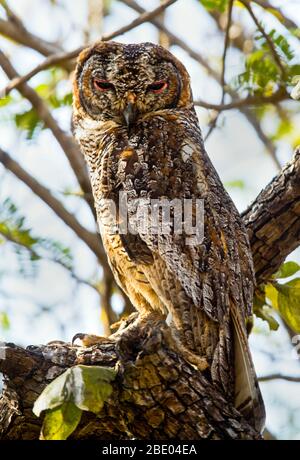 Chouette de bois tachetée (Strix ocellata) sur arbre, Inde Banque D'Images