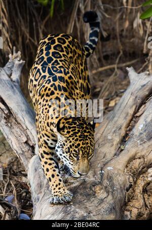 Jaguar (Pantana onca), Pantanal, Brésil Banque D'Images