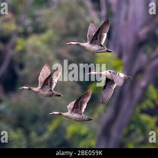 Quatre canards volants à bec rouge (Anas erythrorhyncha), Antananarivo, Madagascar Banque D'Images