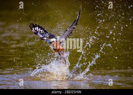 kingfisher annelé (Megaceryle torquata) éclaboussant dans l'eau, Pantanal, Brésil Banque D'Images