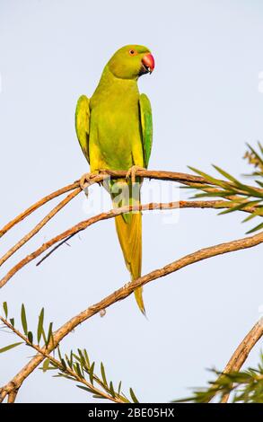 Pakeet rosé (Psittacula krameri) perché sur branche, Inde Banque D'Images