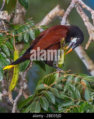 Montezuma oropendola (Psarocolius montezuma) perçant sur arbre, Sarapiqui, Costa Rica Banque D'Images