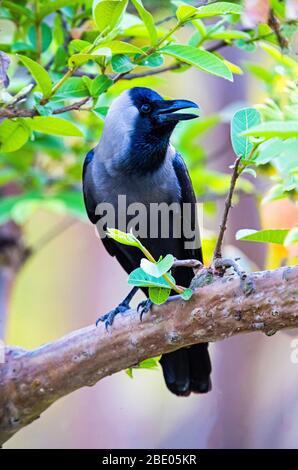 Corneille indienne ou corneille de maison (Corvus splendens) perché sur branche, Inde Banque D'Images