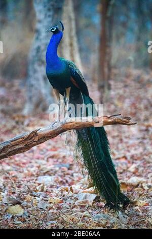 Peacock perché sur la branche, Inde Banque D'Images