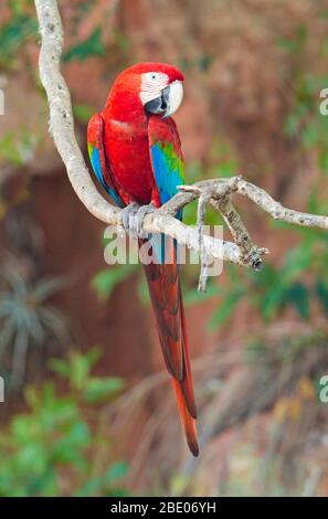 Portrait de macaw rouge et vert, Porto Jofre , Mato Grosso, rivière Cuiaba, près de l'embouchure des trois frères du nord du Pantanal, Brésil Banque D'Images